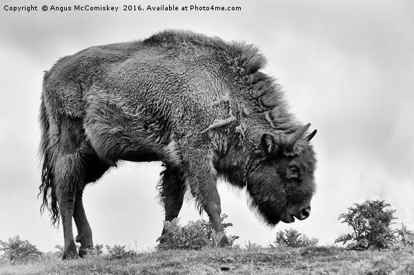 Lone European bison mono Picture Board by Angus McComiskey