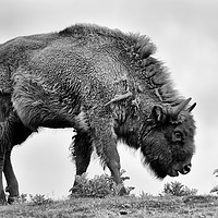Buy canvas prints of Lone European bison mono by Angus McComiskey