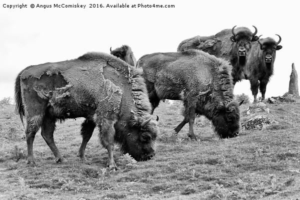 Group of European bison mono Picture Board by Angus McComiskey