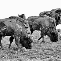 Buy canvas prints of Group of European bison mono by Angus McComiskey