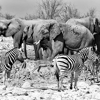 Buy canvas prints of No room at the waterhole mono by Angus McComiskey