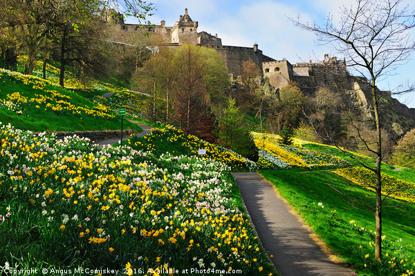 Daffodils in Princes Street Gardens, Edinburgh Picture Board by Angus McComiskey