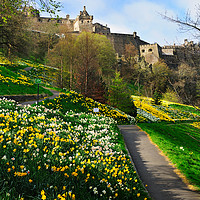 Buy canvas prints of Daffodils in Princes Street Gardens, Edinburgh by Angus McComiskey
