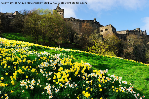 Edinburgh Castle embankment daffodils Picture Board by Angus McComiskey