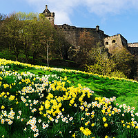 Buy canvas prints of Edinburgh Castle embankment daffodils by Angus McComiskey