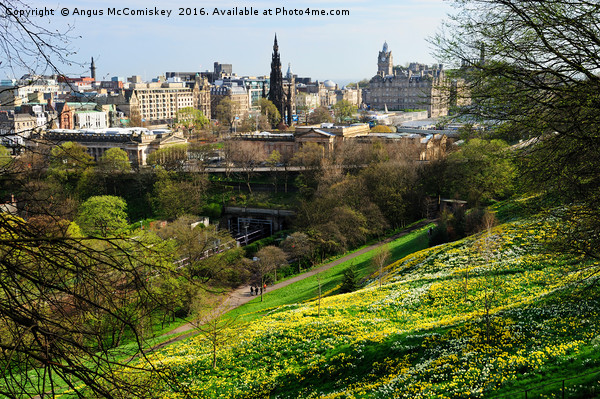 Edinburgh cityscape with daffodils Picture Board by Angus McComiskey
