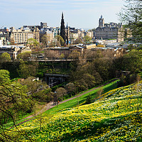 Buy canvas prints of Edinburgh cityscape with daffodils by Angus McComiskey