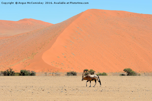 Lone male gemsbok crossing Namib desert Picture Board by Angus McComiskey