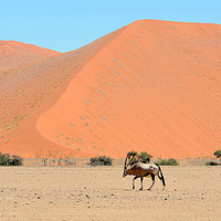 Buy canvas prints of Lone male gemsbok crossing Namib desert by Angus McComiskey