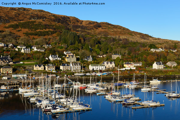 Tarbert marina on Loch Fyne Picture Board by Angus McComiskey