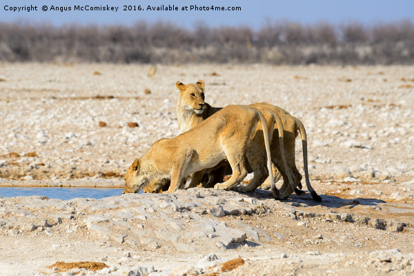Female lions drinking at waterhole Picture Board by Angus McComiskey