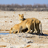 Buy canvas prints of Female lions drinking at waterhole by Angus McComiskey