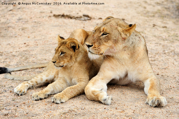 Lioness with cub Picture Board by Angus McComiskey