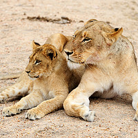 Buy canvas prints of Lioness with cub by Angus McComiskey