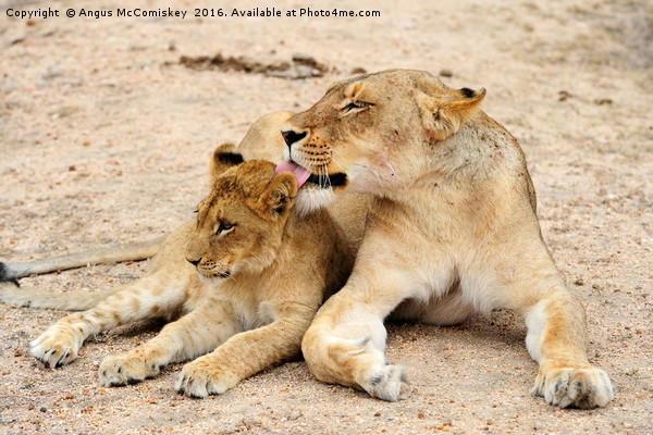 Lioness grooming cub Picture Board by Angus McComiskey