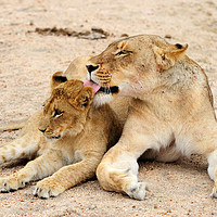 Buy canvas prints of Lioness grooming cub by Angus McComiskey