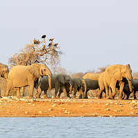 Buy canvas prints of Elephants on the move with vultures looking on by Angus McComiskey