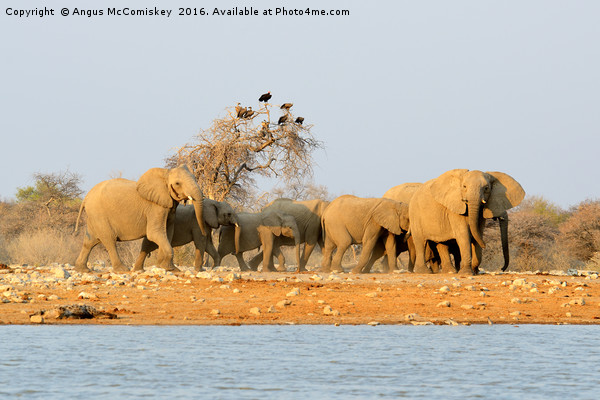 Herd of elephants with vultures at the waterhole Picture Board by Angus McComiskey