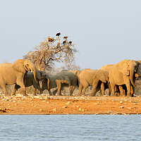 Buy canvas prints of Herd of elephants with vultures at the waterhole by Angus McComiskey