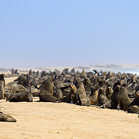 Buy canvas prints of Cape fur seal colony by Angus McComiskey