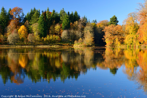 Penicuik Pond autumn colours Picture Board by Angus McComiskey