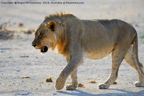 Male lion on the prowl Picture Board by Angus McComiskey