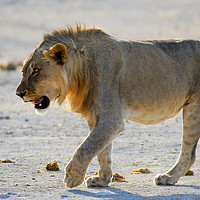 Buy canvas prints of Male lion on the prowl by Angus McComiskey
