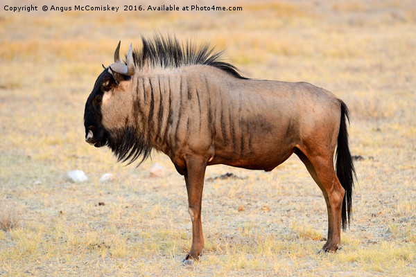 Solitary wildebeest Picture Board by Angus McComiskey