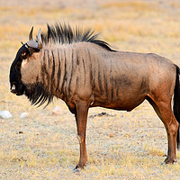 Buy canvas prints of Solitary wildebeest by Angus McComiskey