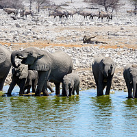Buy canvas prints of Elephants drinking at the waterhole by Angus McComiskey