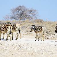 Buy canvas prints of Zebras on the move by Angus McComiskey