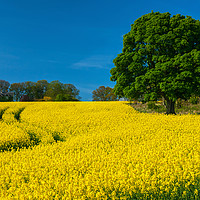 Buy canvas prints of Rapeseed field Perthshire by Angus McComiskey