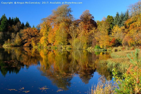 Penicuik Pond autumn reflections Picture Board by Angus McComiskey