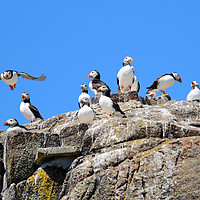 Buy canvas prints of Group of Atlantic Puffins by Angus McComiskey