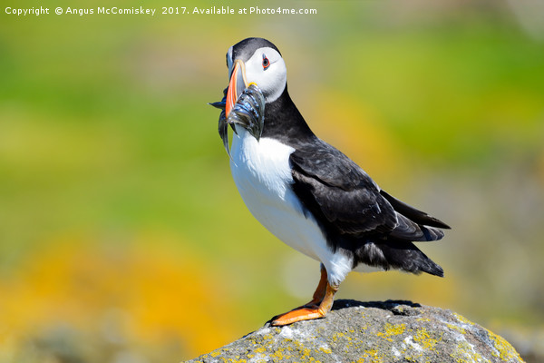 Atlantic Puffin with sand eels Picture Board by Angus McComiskey