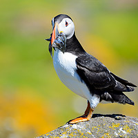 Buy canvas prints of Atlantic Puffin with sand eels by Angus McComiskey