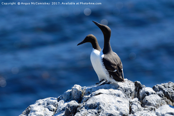 Pair of Guillemots on rock ledge Picture Board by Angus McComiskey