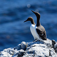 Buy canvas prints of Pair of Guillemots on rock ledge by Angus McComiskey