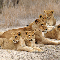 Buy canvas prints of Lioness with cubs by Angus McComiskey