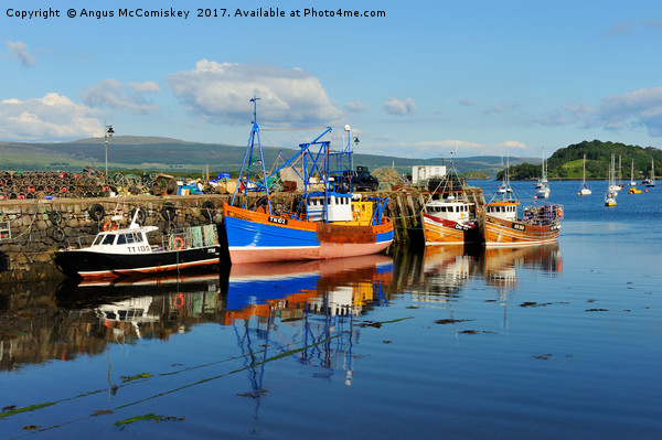 Fishing boats in Tobermory harbour Picture Board by Angus McComiskey