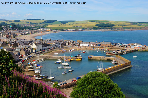 View across Stonehaven Harbour Picture Board by Angus McComiskey