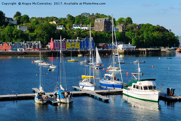 View across yacht marina to Tobermory Picture Board by Angus McComiskey