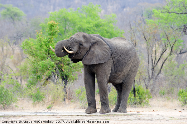 Lone bull elephant drinking at waterhole Picture Board by Angus McComiskey