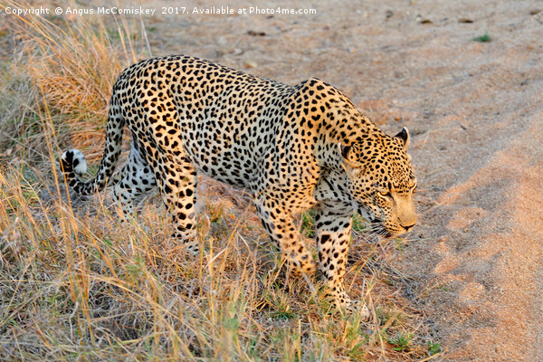 Close encounter with a leopard Picture Board by Angus McComiskey