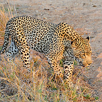 Buy canvas prints of Close encounter with a leopard by Angus McComiskey