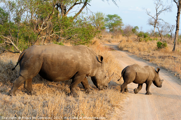 Female rhino with calf crossing track Picture Board by Angus McComiskey