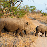 Buy canvas prints of Female rhino with calf crossing track by Angus McComiskey