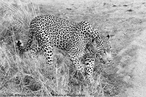 Close encounter with a leopard (mono) Picture Board by Angus McComiskey