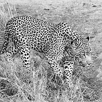 Buy canvas prints of Close encounter with a leopard (mono) by Angus McComiskey