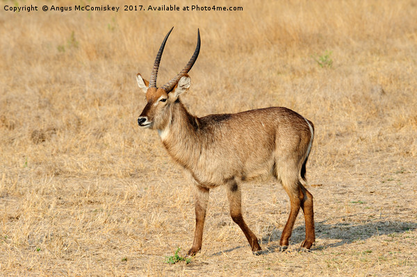 Lone male waterbuck Picture Board by Angus McComiskey